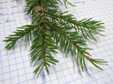 fichte (picea abies), spitze nadeln mit gestielter, brauner ansatzstelle (vom zweig gebildet) || foto details: 2009-01-26, innsbruck, austria, Pentax W60. keywords: picea excelsa, rottanne, epicea, sapin rouge, abete rosso